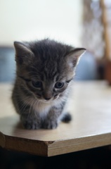 子猫