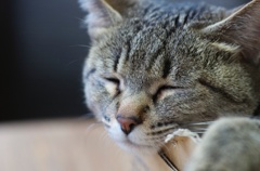 お昼猫