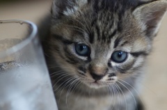 子猫