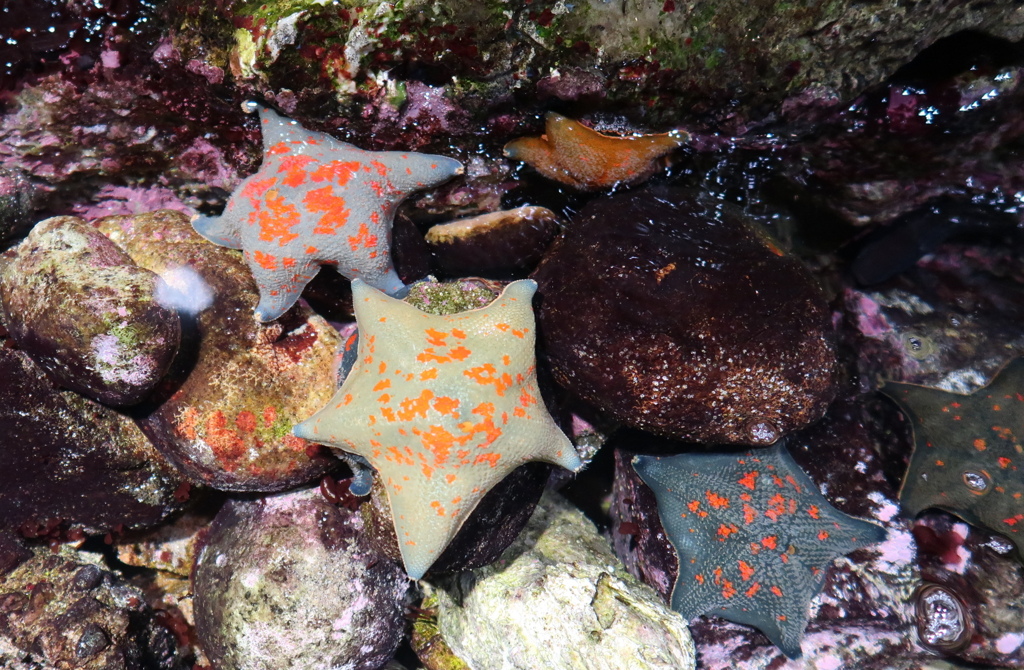 暑い日は水族館へ