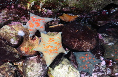 暑い日は水族館へ