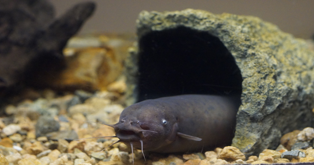 狭いけど我が家　その19