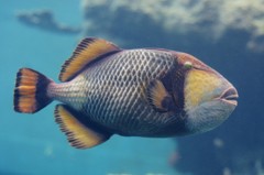 10525846848600042500_7udb3lvhla