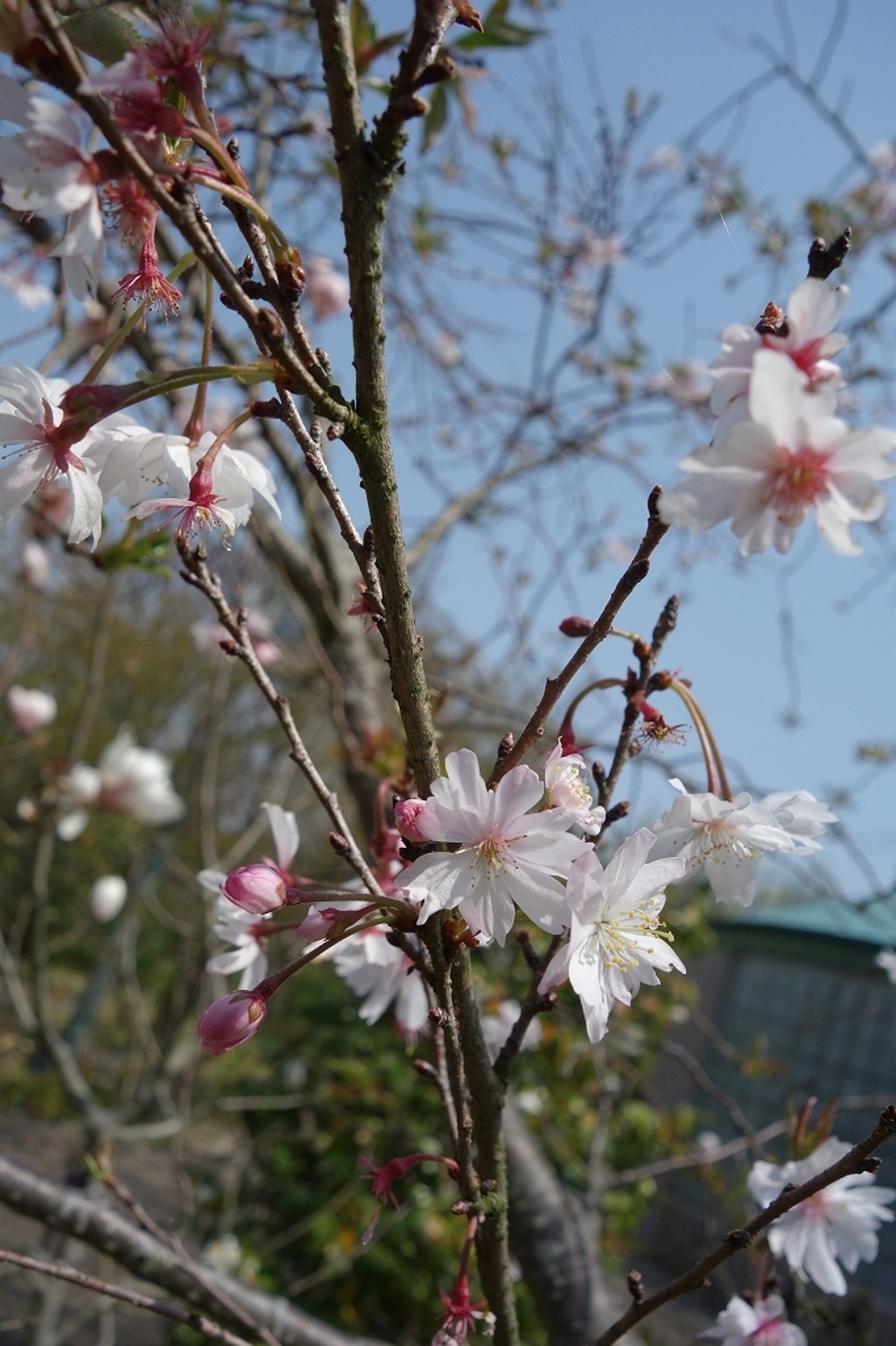 三河の春