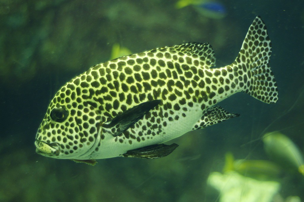 10334733037600042500_fl6q4zvila