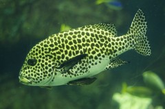 10334733037600042500_fl6q4zvila