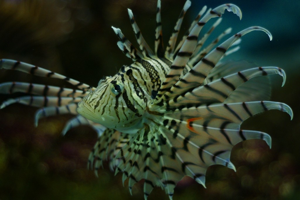 10330586594300042500_hid0tsunla