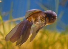 青文魚