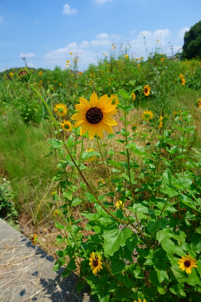 夏の記憶　その7