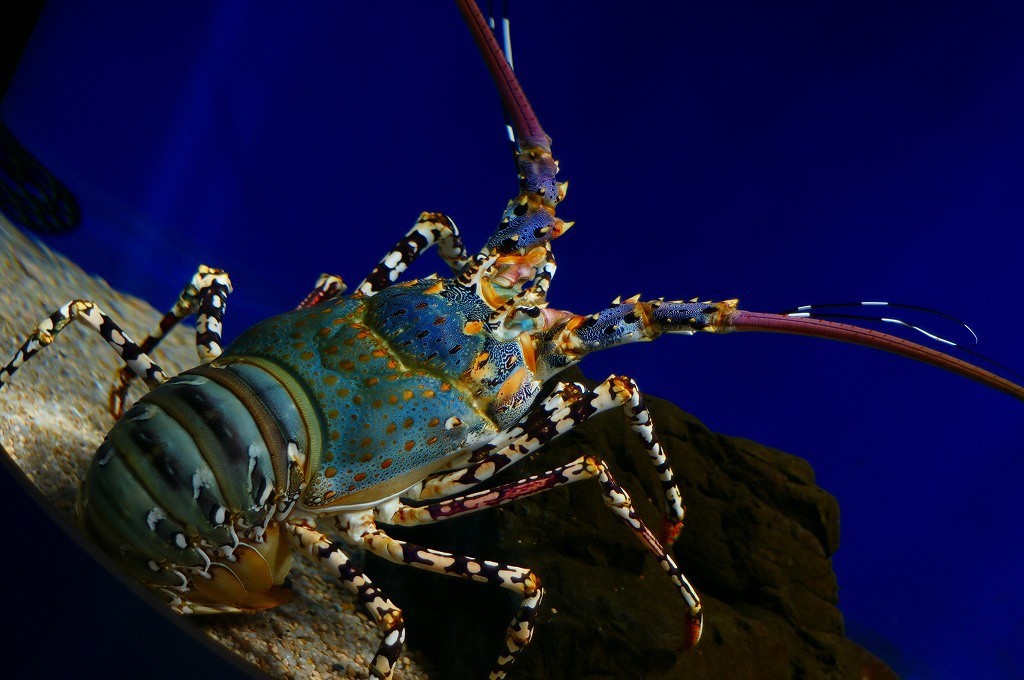 10234388355500042500_sye7zui9la