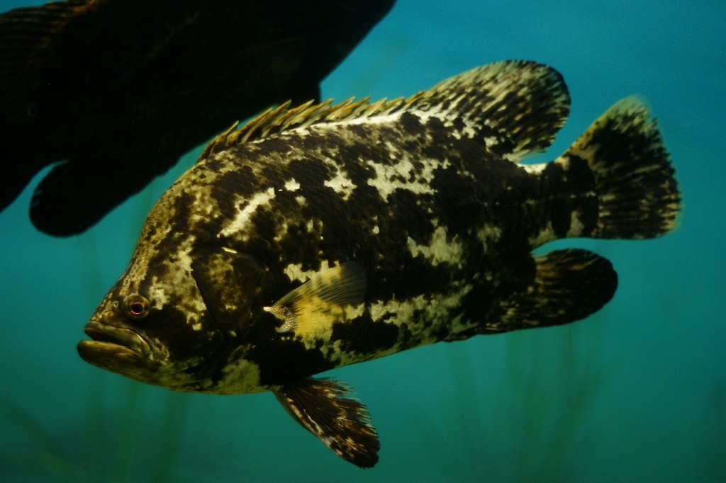 10331117569700042500_yd83k3ykla