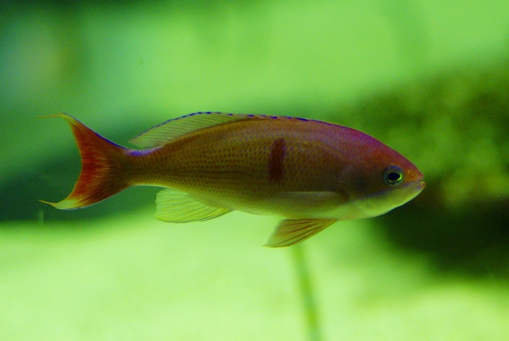 10426754406400042500_zne55izbla