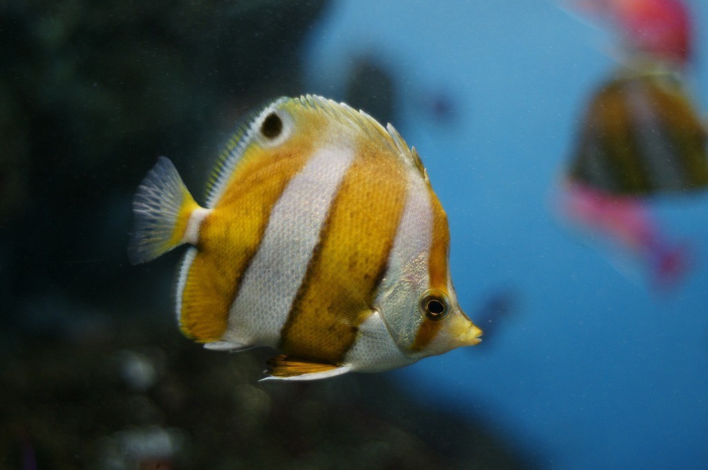 10234785682500042500_1tw9rz9mla