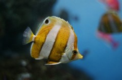 10234785682500042500_1tw9rz9mla