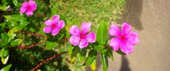 沖縄の花　その7