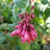 線香花火