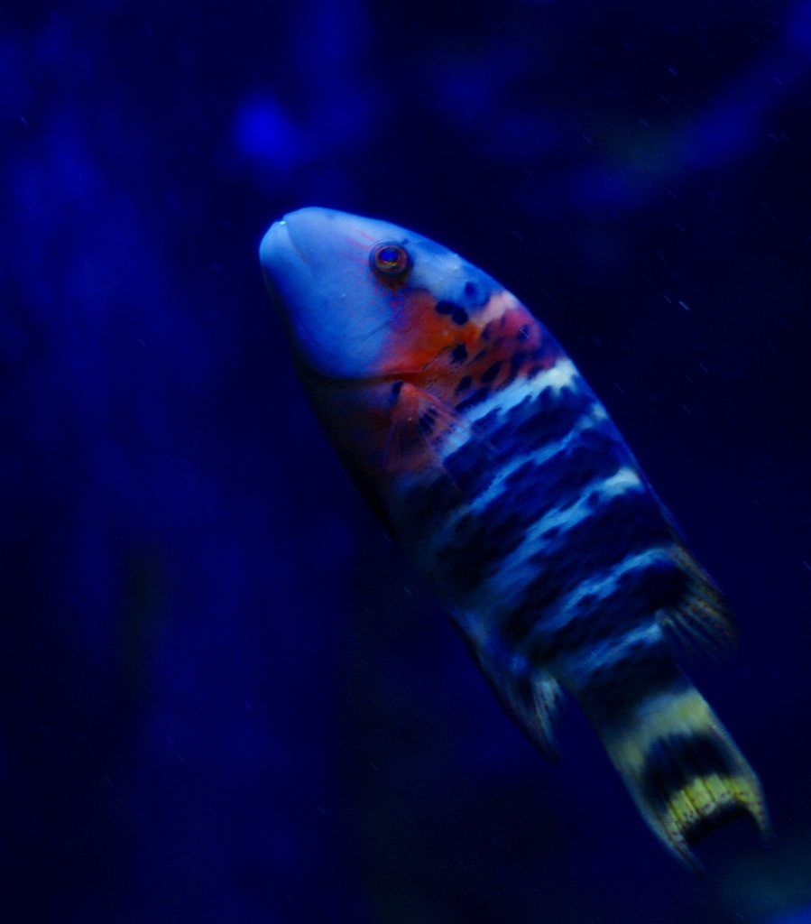 夜叉