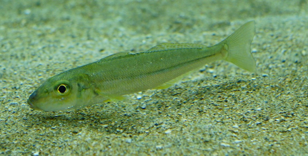 10225846848000042500_qejyzw3gla