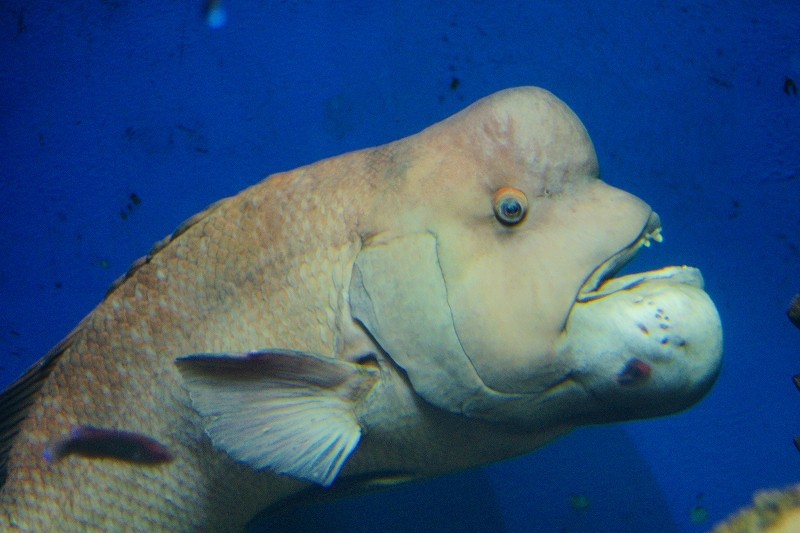 10328586305900042500_k5uboqlcla