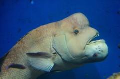 10328586305900042500_k5uboqlcla