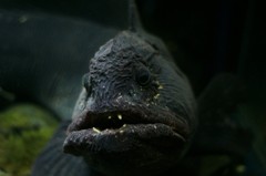 10235809063400042500_9fi1cgdbla