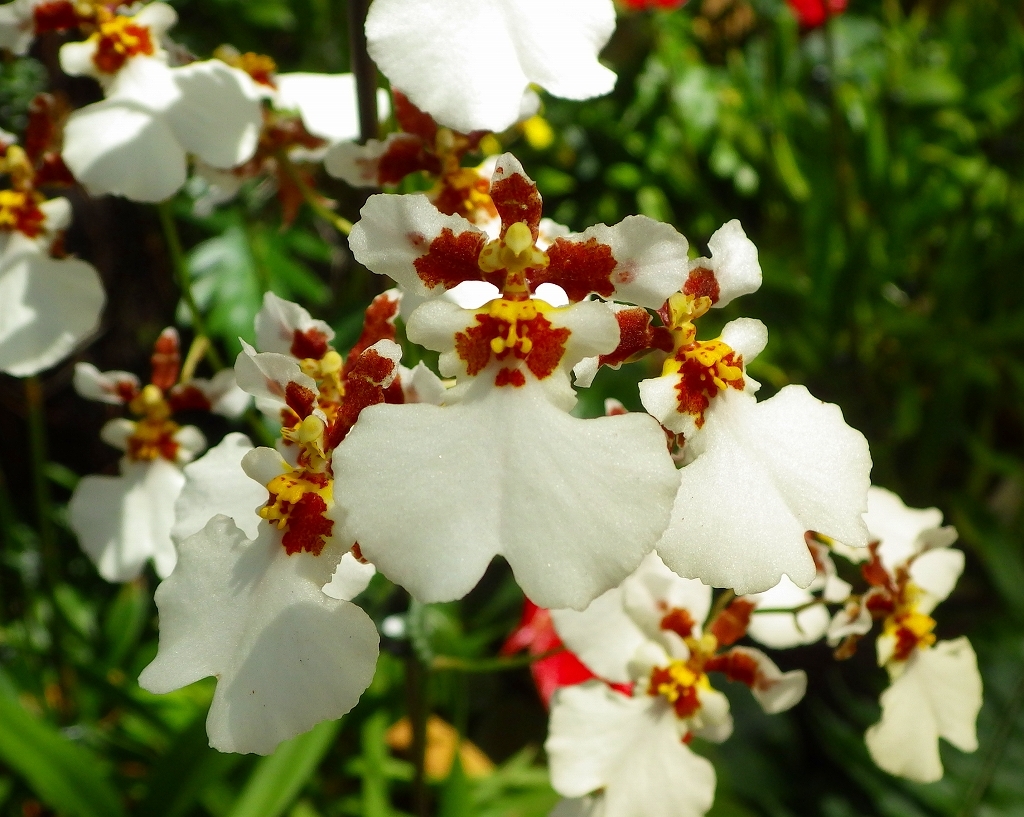 沖縄の花　その9