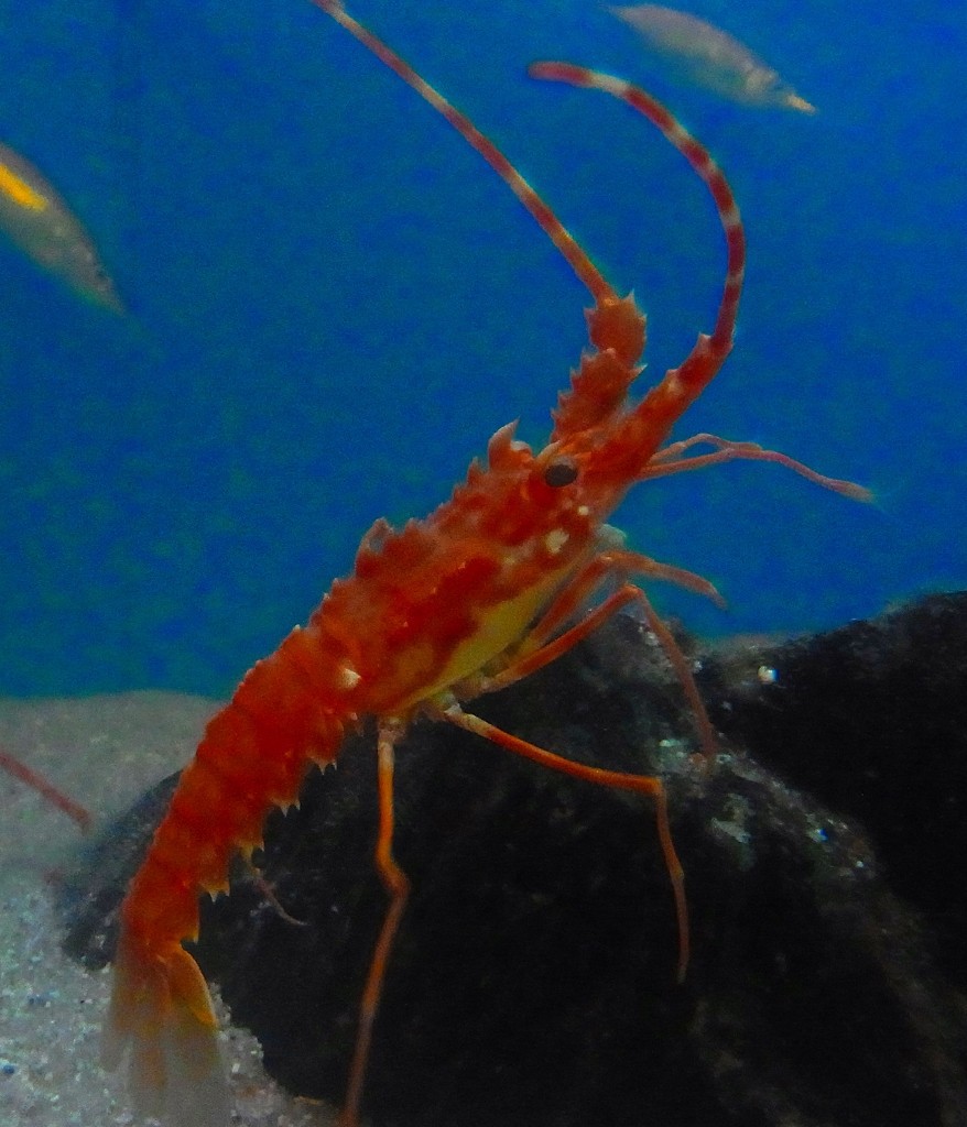 10530439978900042500_l12p6jj7la