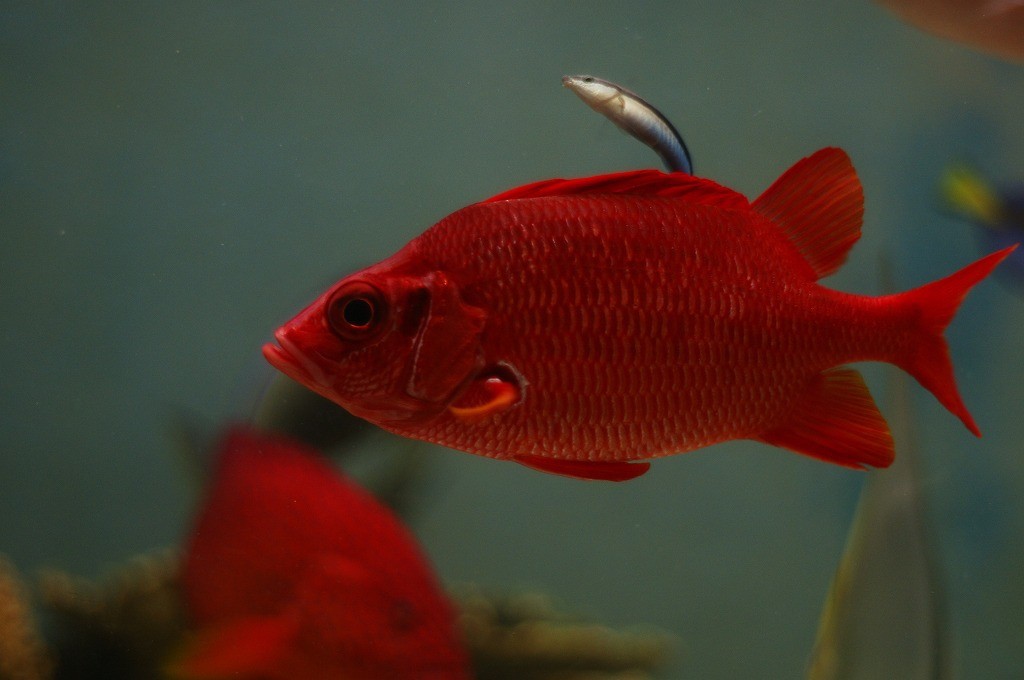 10134646647400042500_fmacknokla