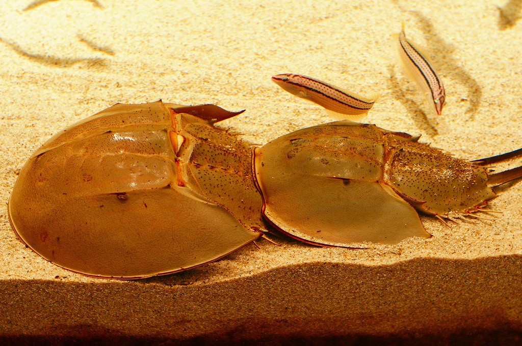 10132610439200042500_mkujfvcjla