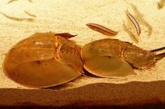 10132610439200042500_mkujfvcjla