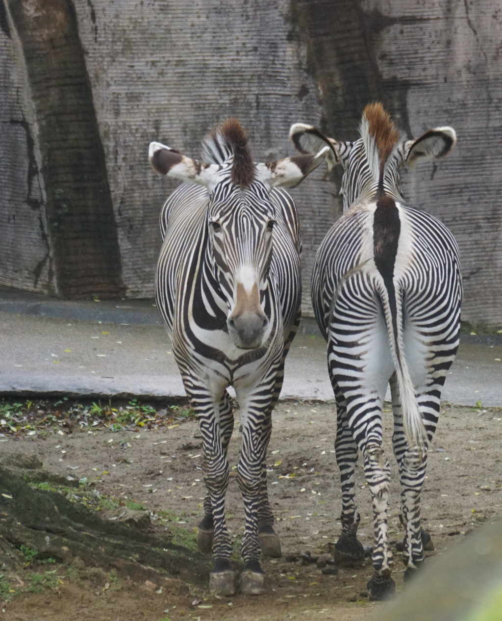 あなたは顔派？お尻派？