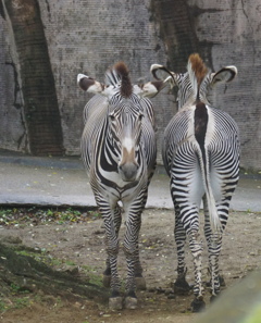あなたは顔派？お尻派？