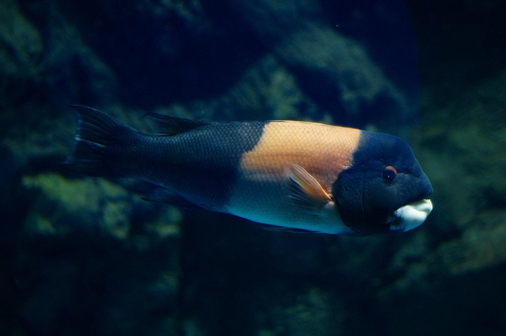 10133009376200042500_y6x0wv1fla