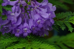 Sexual Violet No.1