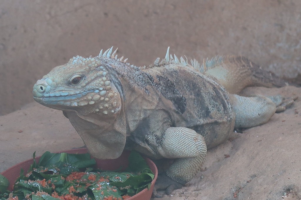 コワモテだけどベジタリアン