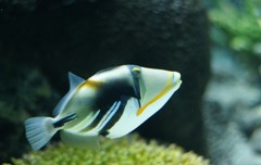 10238370459000042500_eas461vjla