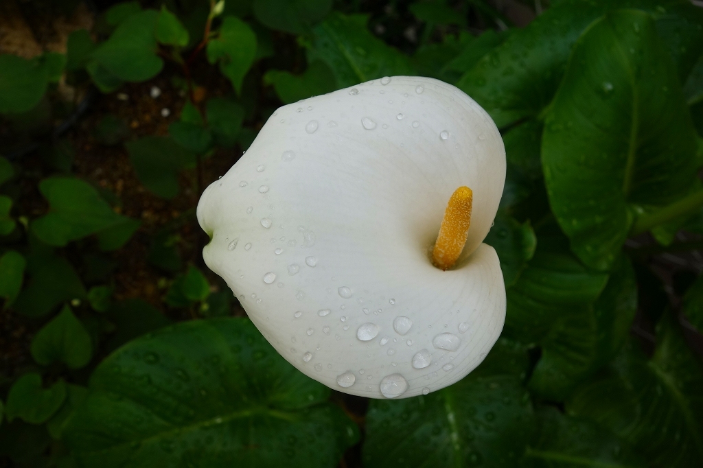 雨　その３