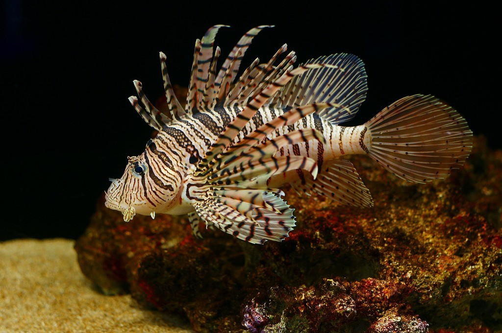 10131981255500042500_mql2ko82la