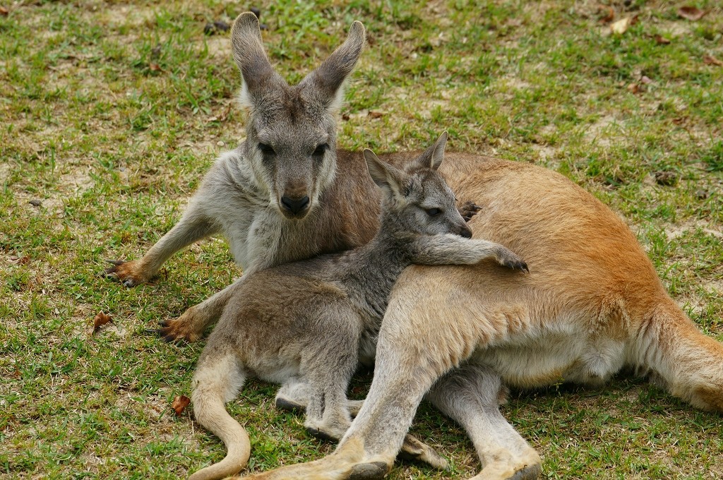 10231304794700042500_ofn2q4rola