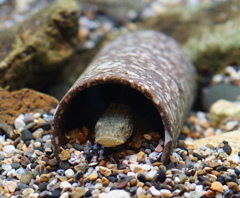 狭いけど我が家　その23