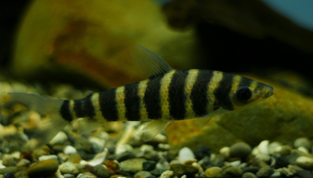 10330330607300042500_dojwp5d2la