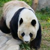パンダ