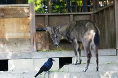 「やらねぇよ」　　「いらねぇよ」