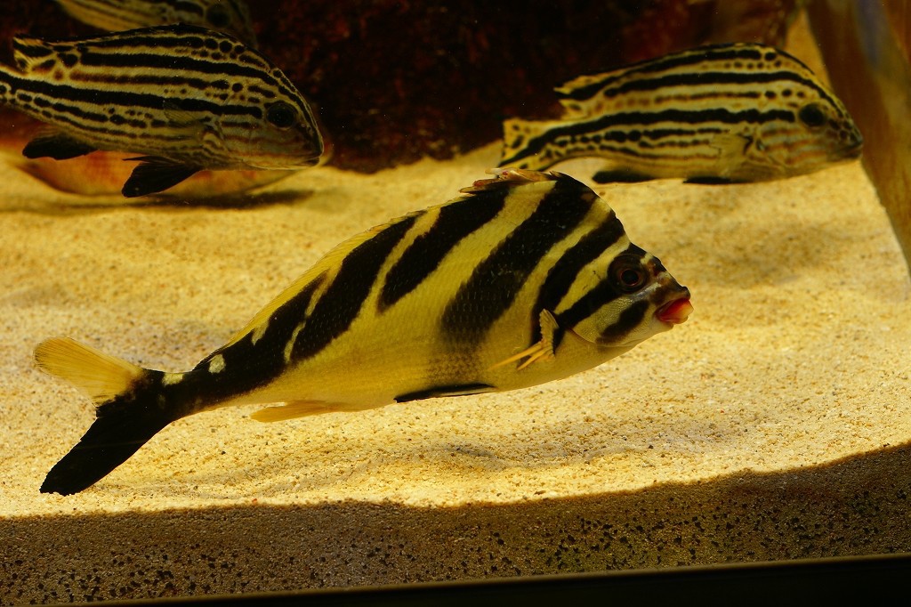 10230132429100042500_nmgjmzsela