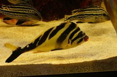 10230132429100042500_nmgjmzsela