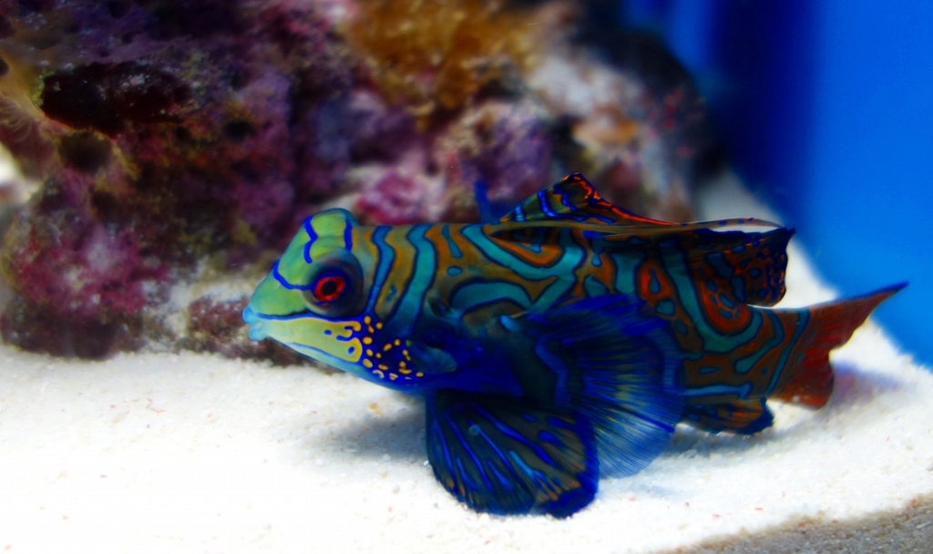 おちょぼぐち～　その１１