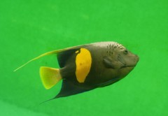 10428698330600042500_c40kep3rla