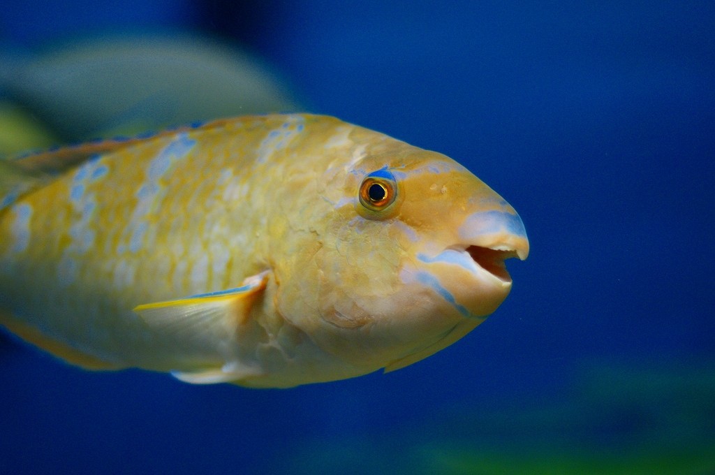 10233812897300042500_85edyy50la