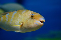 10233812897300042500_85edyy50la