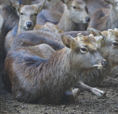 むむ、何奴　その8